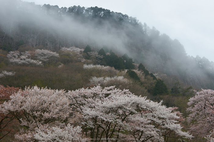 奈良 屏風岩公苑（後） 【2015 奈良桜 開花】 ／ SIGMA 18-35mm